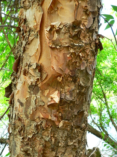 {Betula nigra}